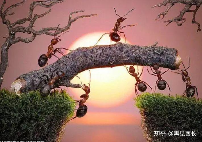 深圳蚂蚁军团