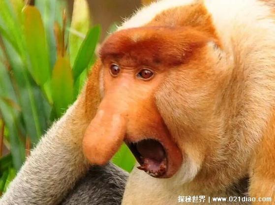 猴子最害怕的三样东西