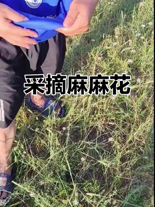 麻麻花什么时候能采