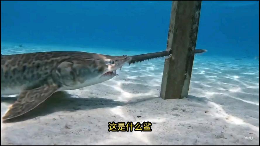 最厉害的鲨鱼是什么鲨