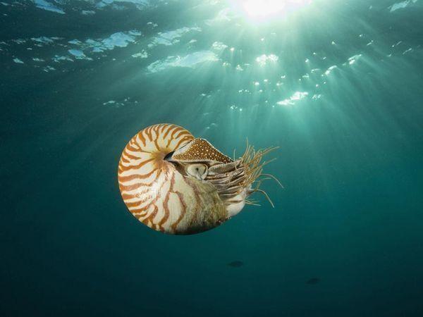 鹦鹉螺为什么消失
