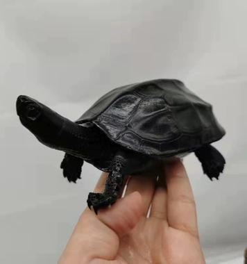 龟壳全黑的是什么乌龟