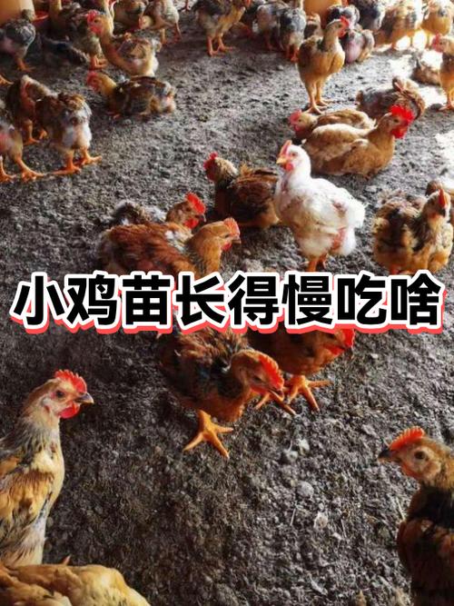 别人的小鸡最多吃多少
