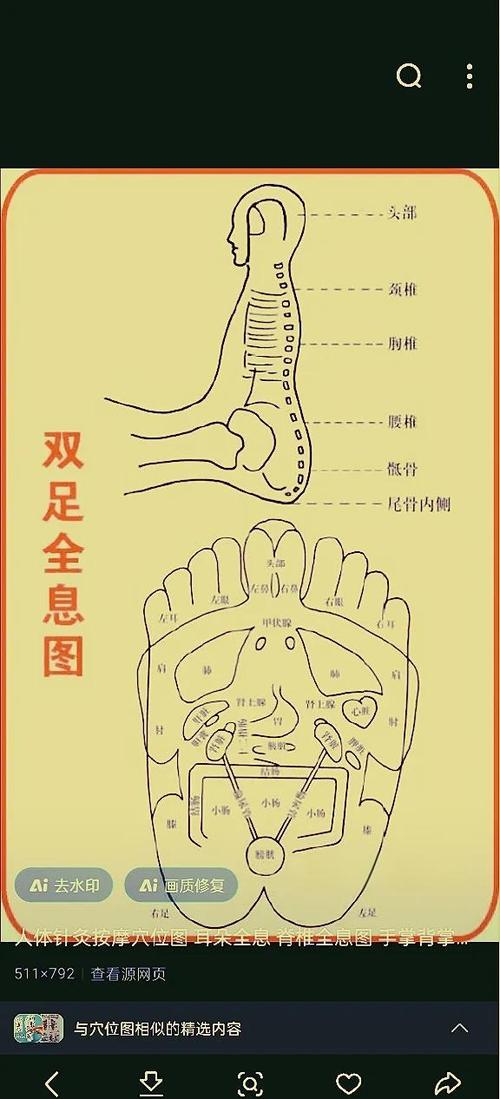 足疗小腿反射区图