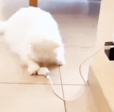 猫的充电器坏了怎么办