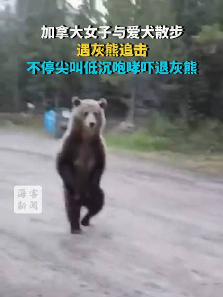 加拿大女子遛狗时遇灰熊追击