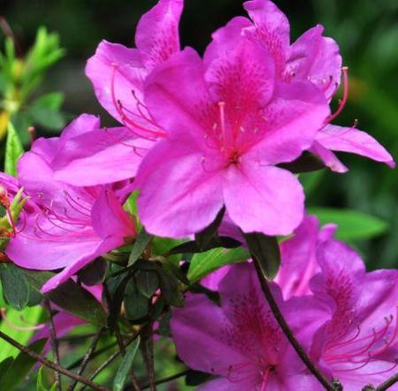 桃花降3桃花降2