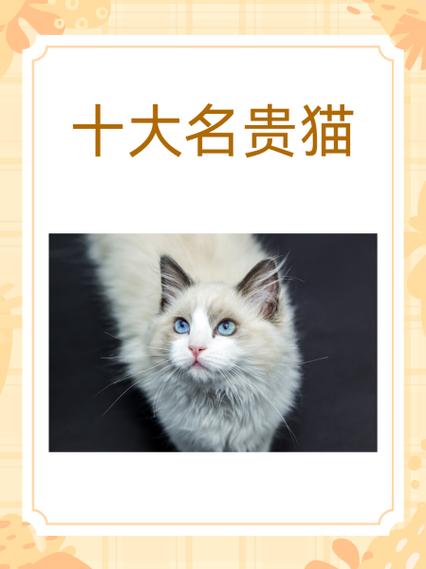 布偶最建议吃10大品牌