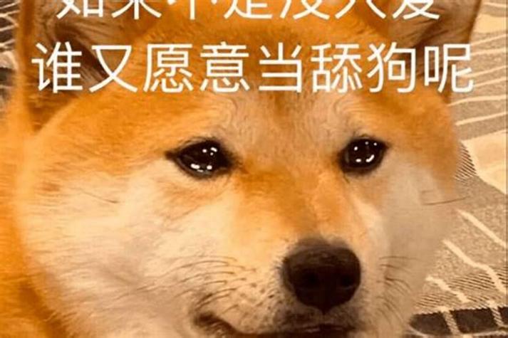 在爱情里什么叫舔狗