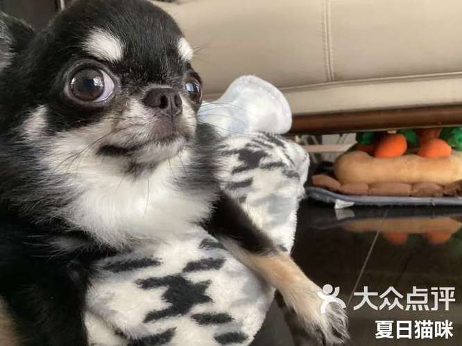吉哇哇app下载