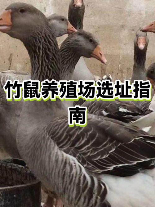 新手怎样养竹鼠
