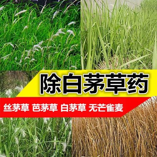 茅草用什么除草剂能除根