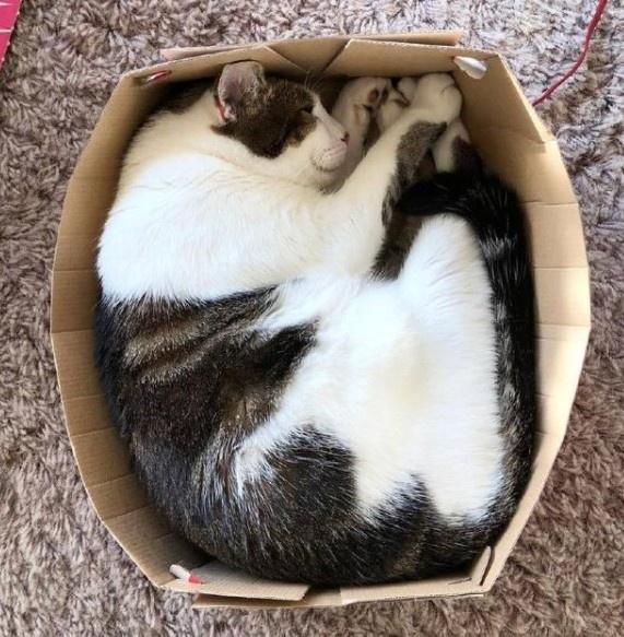 猫为什么喜欢纸箱