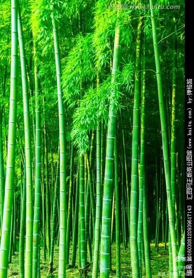 毛竹图片大全缩略图