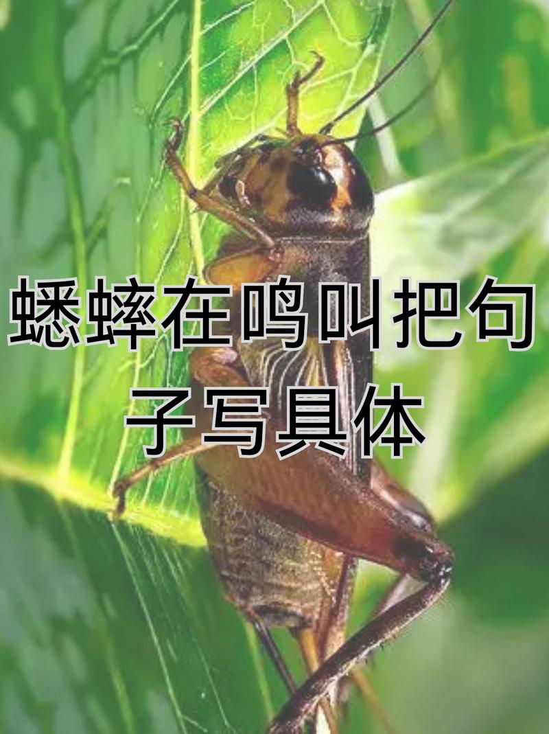 蟋蟀叫是吉兆还是凶兆缩略图