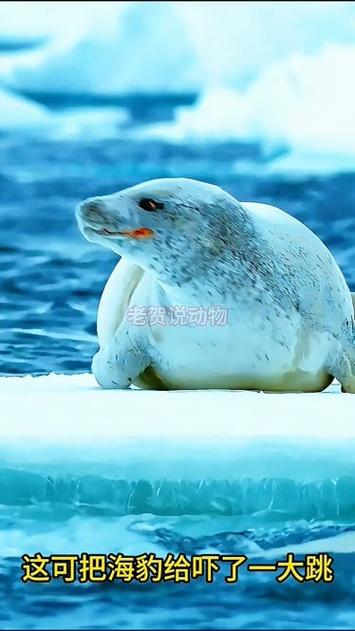 海豹比喻什么生肖缩略图
