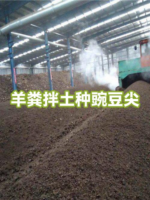 土种豌豆苗缩略图