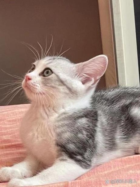 猫咪关小黑屋关多久合适