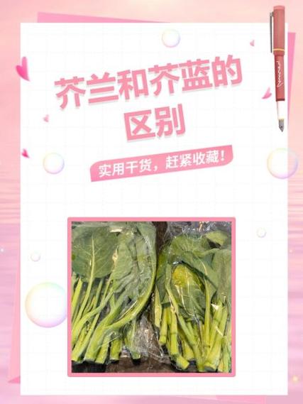 芥菜与芥兰一样吗缩略图