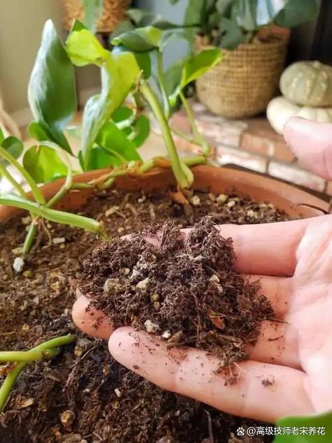 养的花有小飞虫怎么办