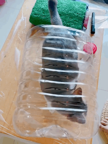 大矿泉水桶制作喂猫粮