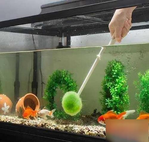 鱼缸腥臭的原因及解决办法