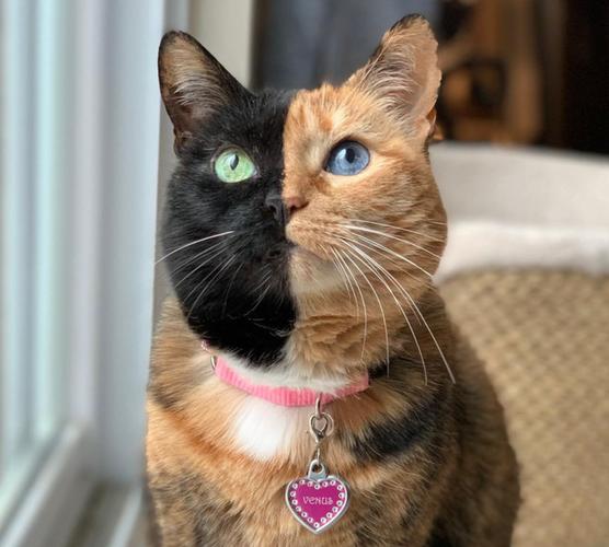 怎么判断小猫尖脸圆脸