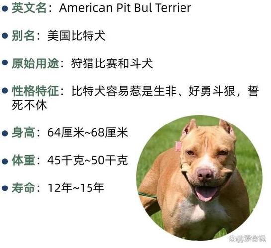 比特犬几种体型图标