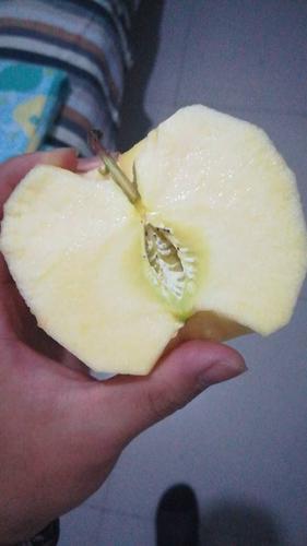 苹果芯笔趣阁孕期