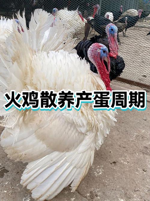 哪里有活火鸡卖