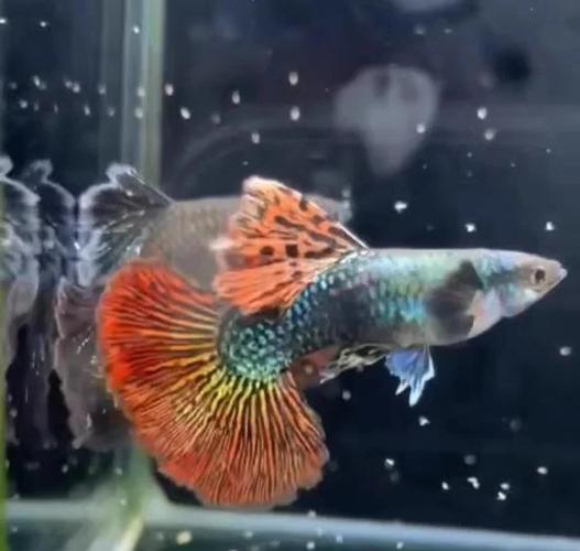 孔雀鱼用水草缸还是裸缸
