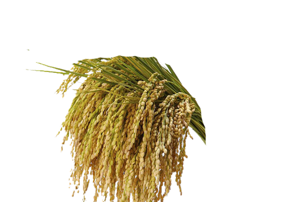 cff8嘲讽语录精选100条