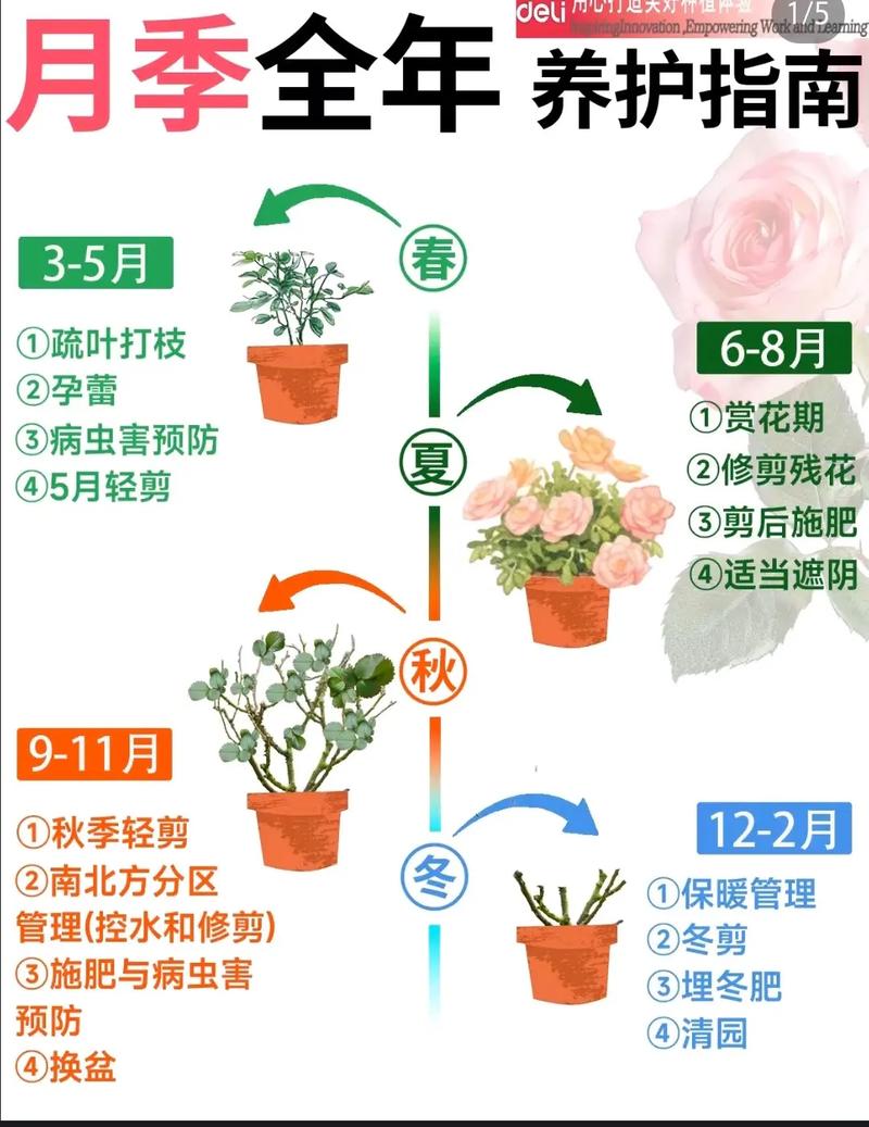 月季的养护方法