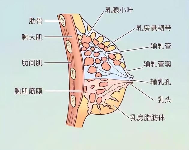 乳房组成部分