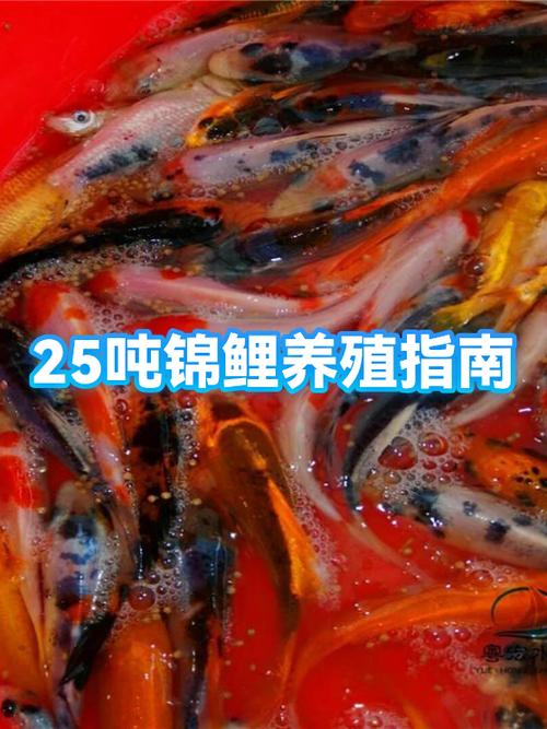 小规模养殖锦鲤赚钱吗图标