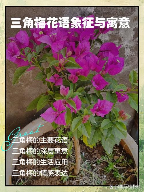 门口种三角梅风水好吗