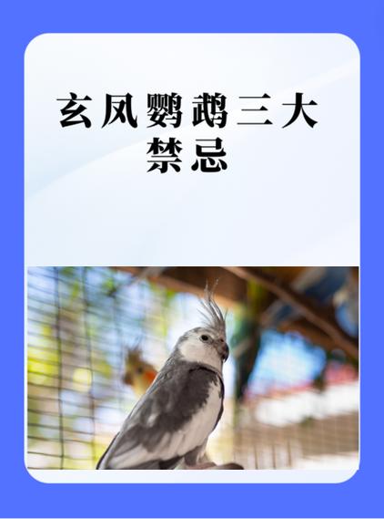怎么促进玄凤鹦鹉繁殖