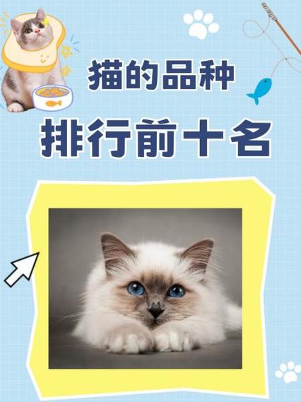 猫咪品种介绍
