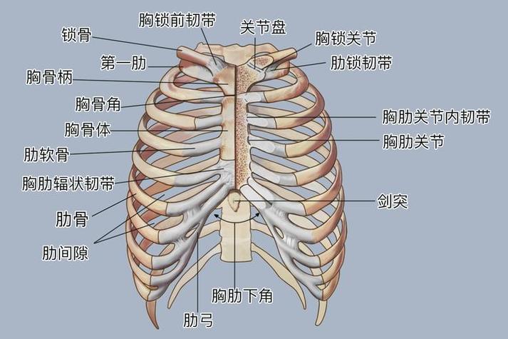 胸廓主要由下列哪种骨组成