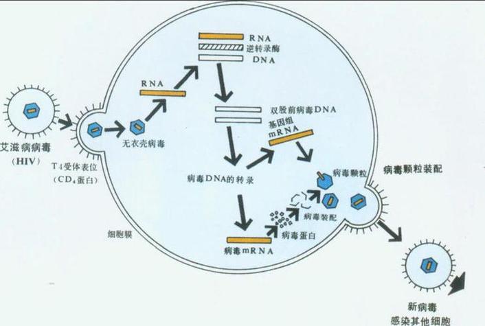 普通病毒复制过程