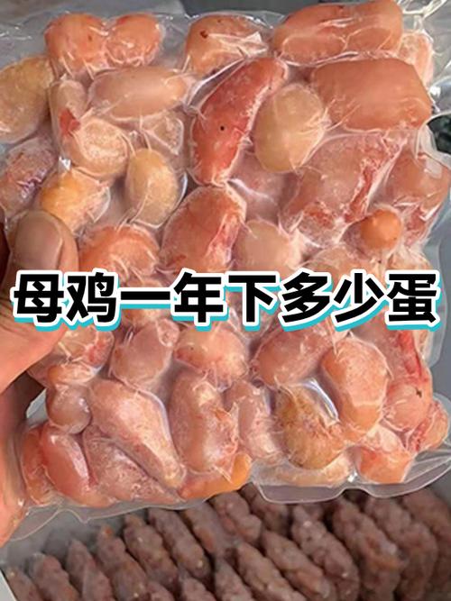 母鸡最多能下几年蛋