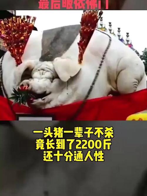 物为猪王解释