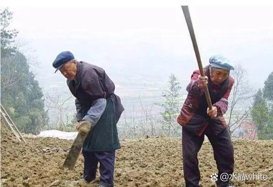 回村种地,都催着我卖菜