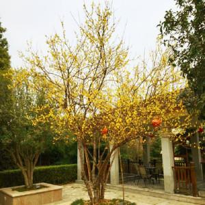 腊梅造型树图片大全