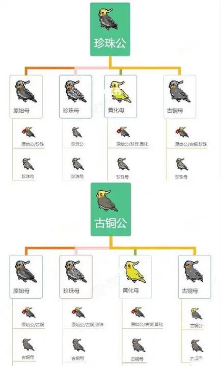 玄凤鹦鹉繁殖技巧缩略图
