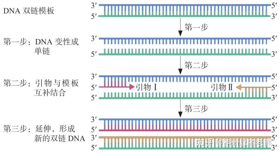 上游引物和下游引物啥意思