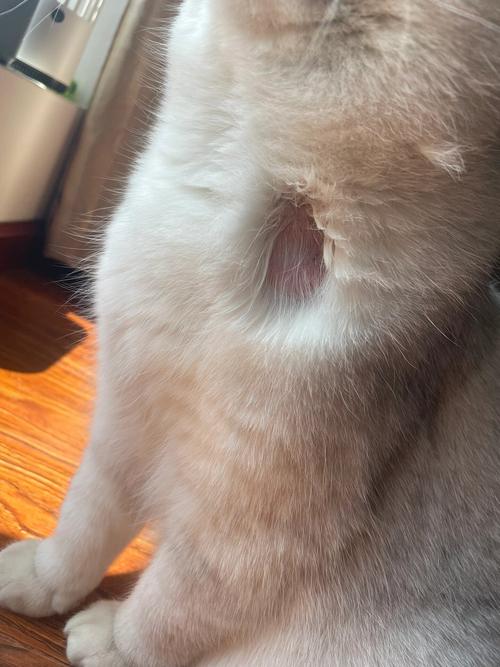 猫咪脖子那里摸着会有凸起吗