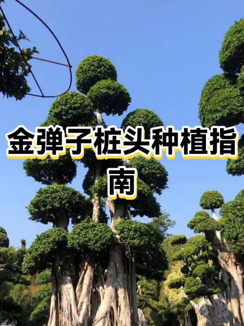 树桩怎么栽成活率高