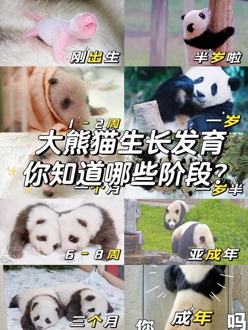 熊猫养成记哪个最难合