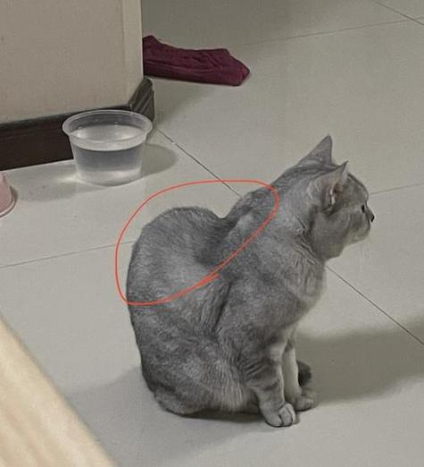 猫脖子骨头摸着好明显